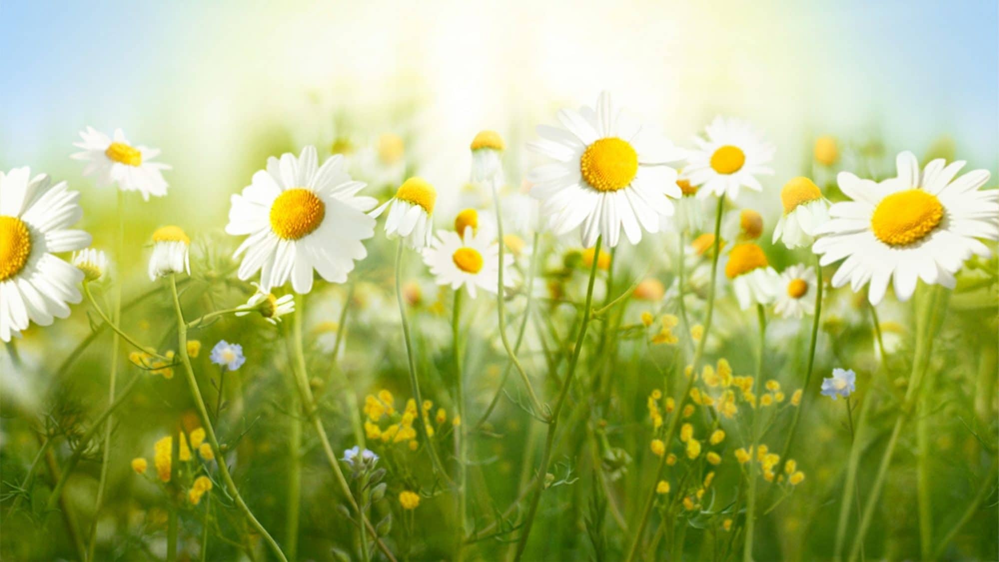 Glad sommar! - Wellness Studio
